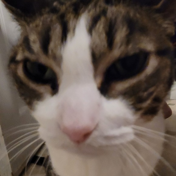 Meet your Posher, Lauren - Picture 1 of 1